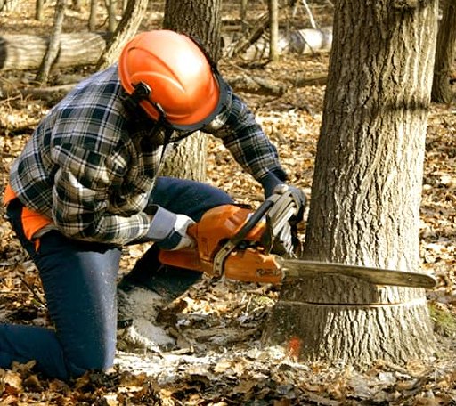 Tree Removal in New Hampton, NH